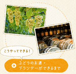 こうやってできる！　ぶどうのお酒・ブランデーができるまで