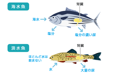 水と生命「魚と水」 水大事典 水と生きるSUNTORY サントリー
