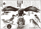 ただ「鳥を守る」のではなく「鳥たちがすめる環境を守る」