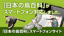 �u���{�̒��S�ȁv���X�}�[�g�t�H���Ή����܂����B �u���{�̒��S�ȁv�X�}�[�g�t�H���T�C�g
