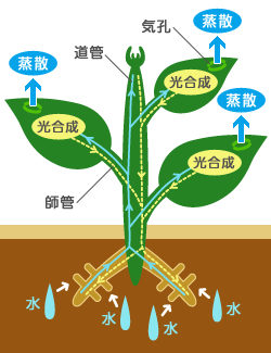 植物の体と水