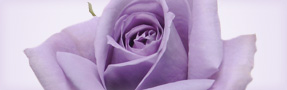 �摜�F�j���[�X�����[�X
