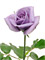 E̐ouSUNTORY blue rose APPLAUSEv̔GAg