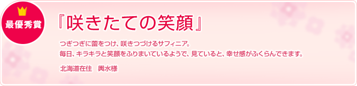 �ŗD�G�� �u�炫���Ă̏Ί�v �������Q�����A�炫�Â���T�t�B�j�A�B
�����A�L���L���ƏΊ���ӂ�܂��Ă���悤�ŁA���Ă���ƁA�K�������ӂ����ł��܂��B�k�C���ݏZ�@�`���l
