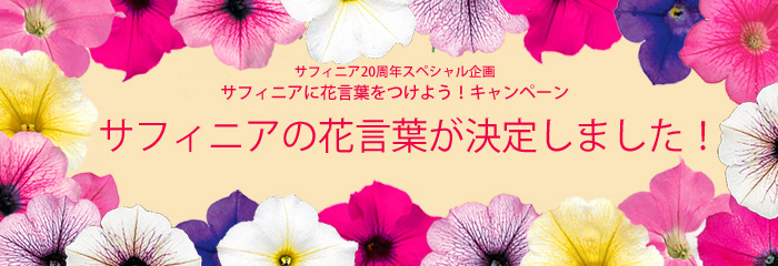 �T�t�B�j�A20���N�X�y�V�������@�T�t�B�j�A�ɉԌ��t�����悤�I�L�����y�[���@�T�t�B�j�A�̉Ԍ��t�����肵�܂����I