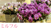 �e���X�V���[�Y