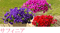 �T���p���\��