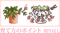 �O�����I