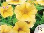 �ʐ^�F�C�G���[