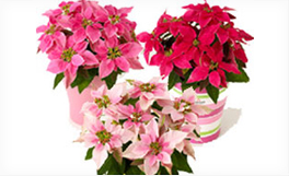 �摜�F�v�����Z�`�A�͊y���ݕ����낢��I�i1�j
