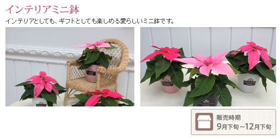 �C���e���A�~�j��