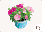 �ʐ^�F�Ղ�ށ�����