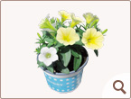 �ʐ^�F�݂邭�������