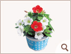 �ʐ^�F�݂邭�����