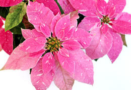 プリンセチア花鉢 スノーピンク