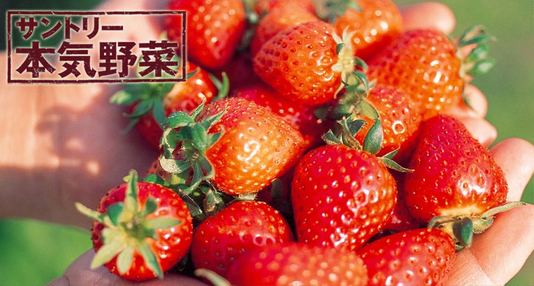 �T���g���[�{�C���