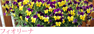 �{�C��؃g�}�g �����܃Z���N�g