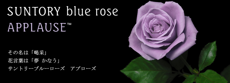 SUNTORY blue rose APPLAUSE
