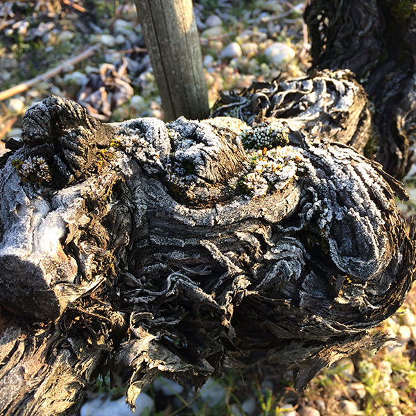 写真2：古木の樹皮上は氷の結晶で白化粧