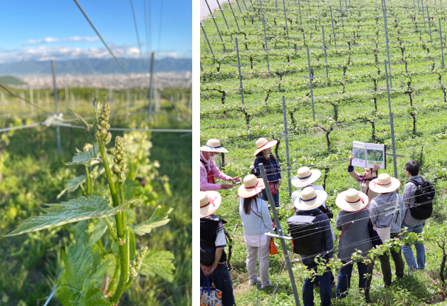 20260515_tominooka_koushu_fes_winery_walk_tour_003.png