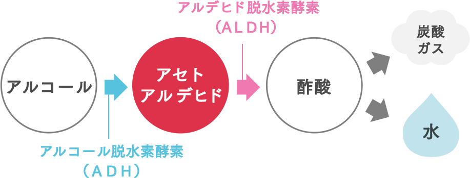 アルコールの代謝経路