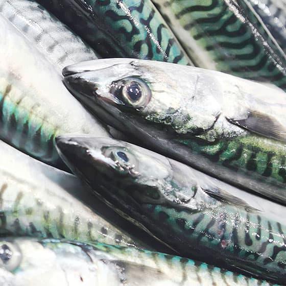 鯖のレシピ おいしく料理する 金麦スタイル サントリー 鯖のレシピ おいしく料理する 金麦スタイル サントリー