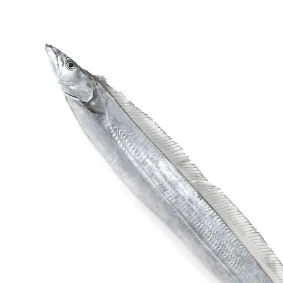 旬の食材・太刀魚の写真