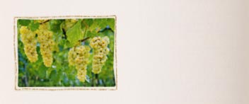 1 ぶどうの収穫