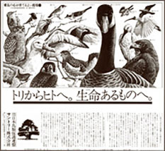 第1回愛鳥キャンペーン新聞広告