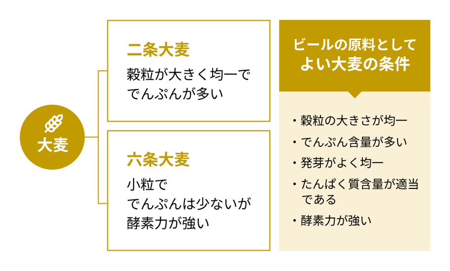 麦芽とは イメージ図