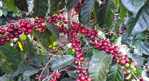 収穫時期のコーヒーの木の写真