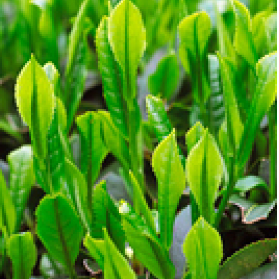 茶葉 イメージ図