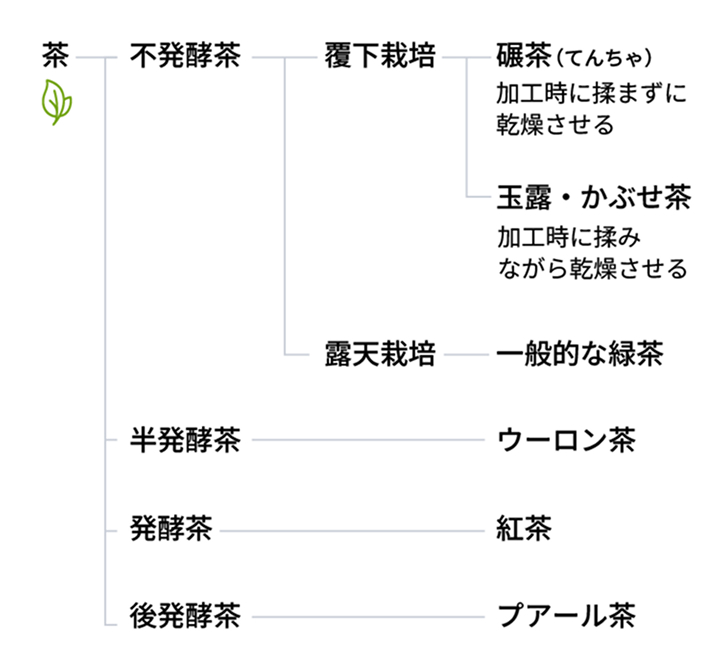 茶の種類 図解