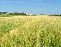 大麦の生産地イメージ