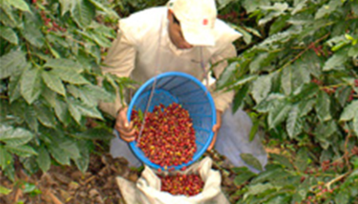 コーヒー豆の収穫の様子の写真