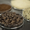 コーヒーの生豆から「美味しさ」を予測できる成分指標を発見
