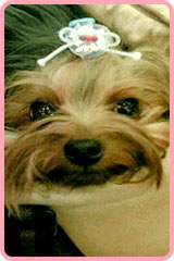 愛犬モカちゃん