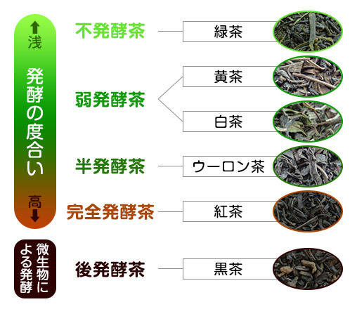 発酵度合いによる代表的なお茶の分類の図