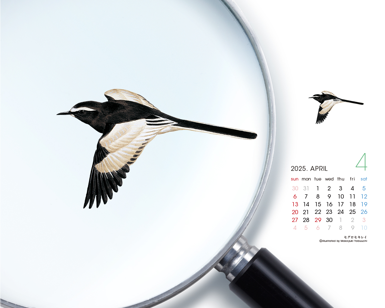 2025年4月壁紙カレンダー セグロセキレイ