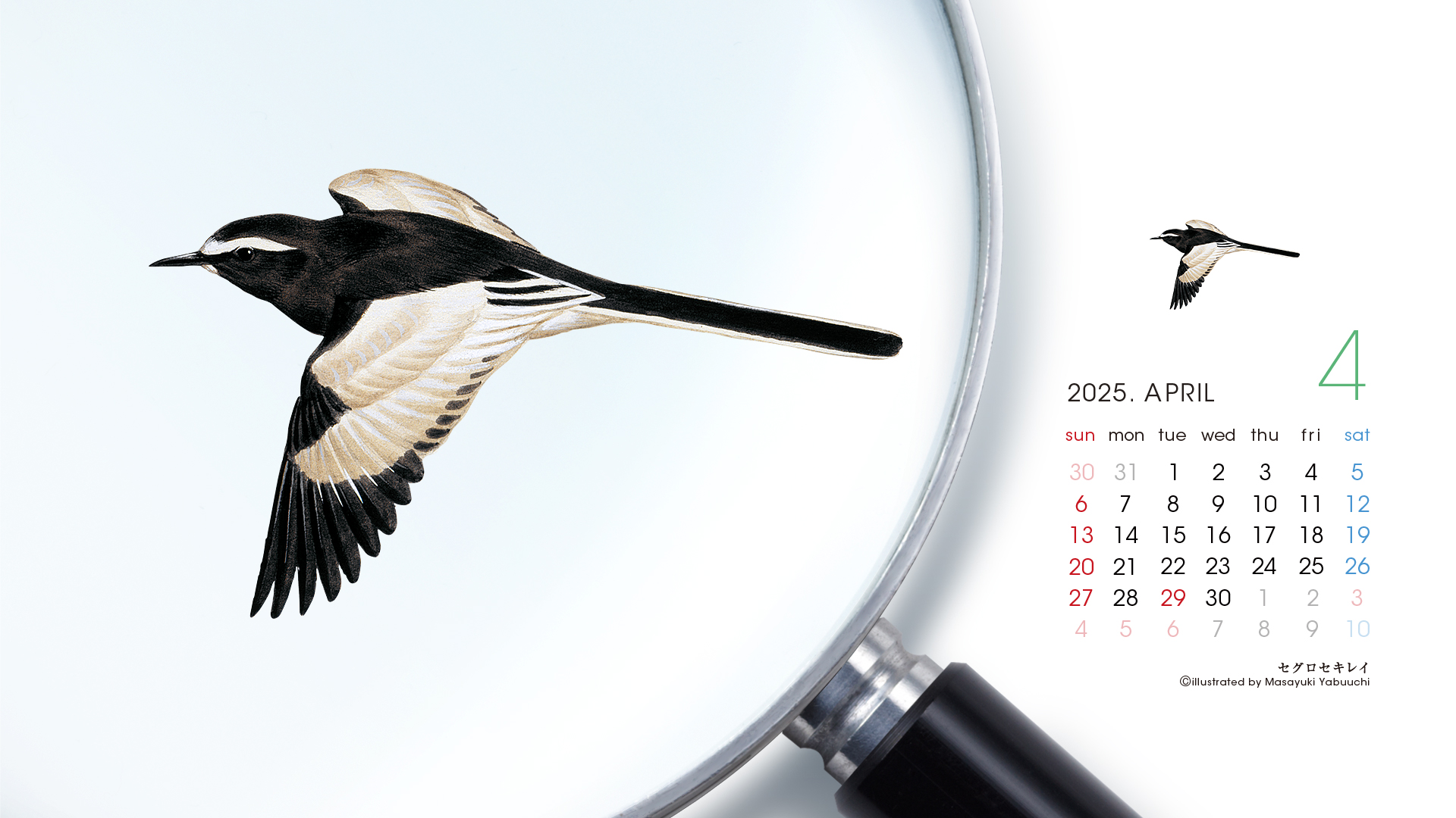 2025年4月壁紙カレンダー セグロセキレイ