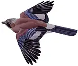 カケス様 ゲダツ(illust:kankurou)【R】{OP05-102}