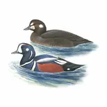 シノリガモ｜日本の鳥百科｜サントリーの愛鳥活動