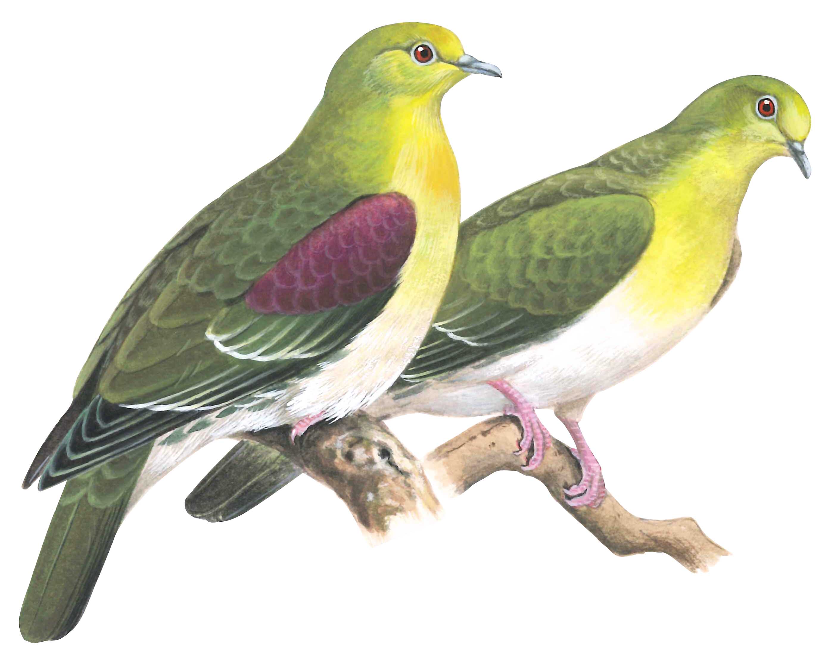 アオバト 日本の鳥百科 サントリーの愛鳥活動