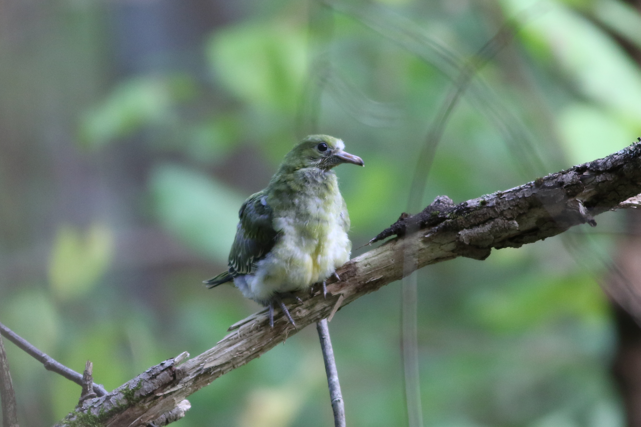 アオバト|日本の鳥百科|サントリーの愛鳥活動