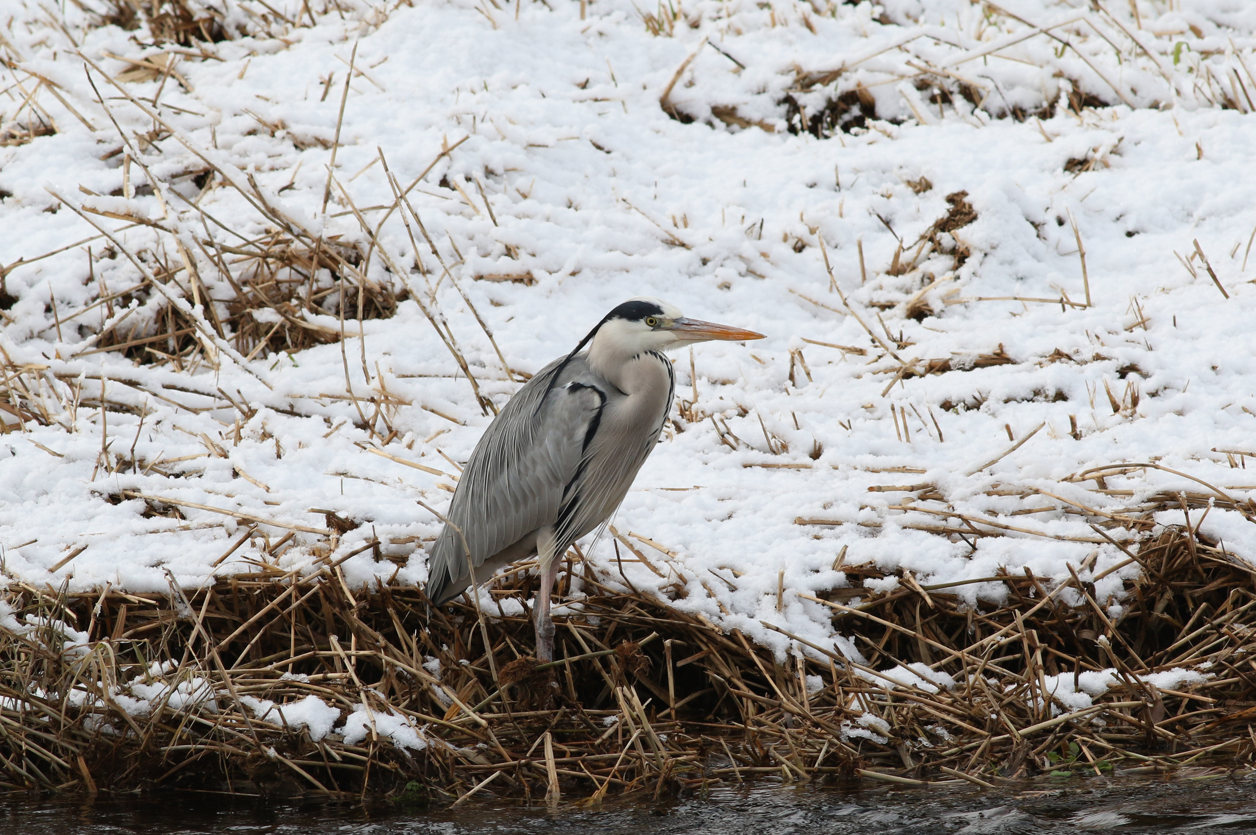 アオサギ 日本の鳥百科 サントリーの愛鳥活動