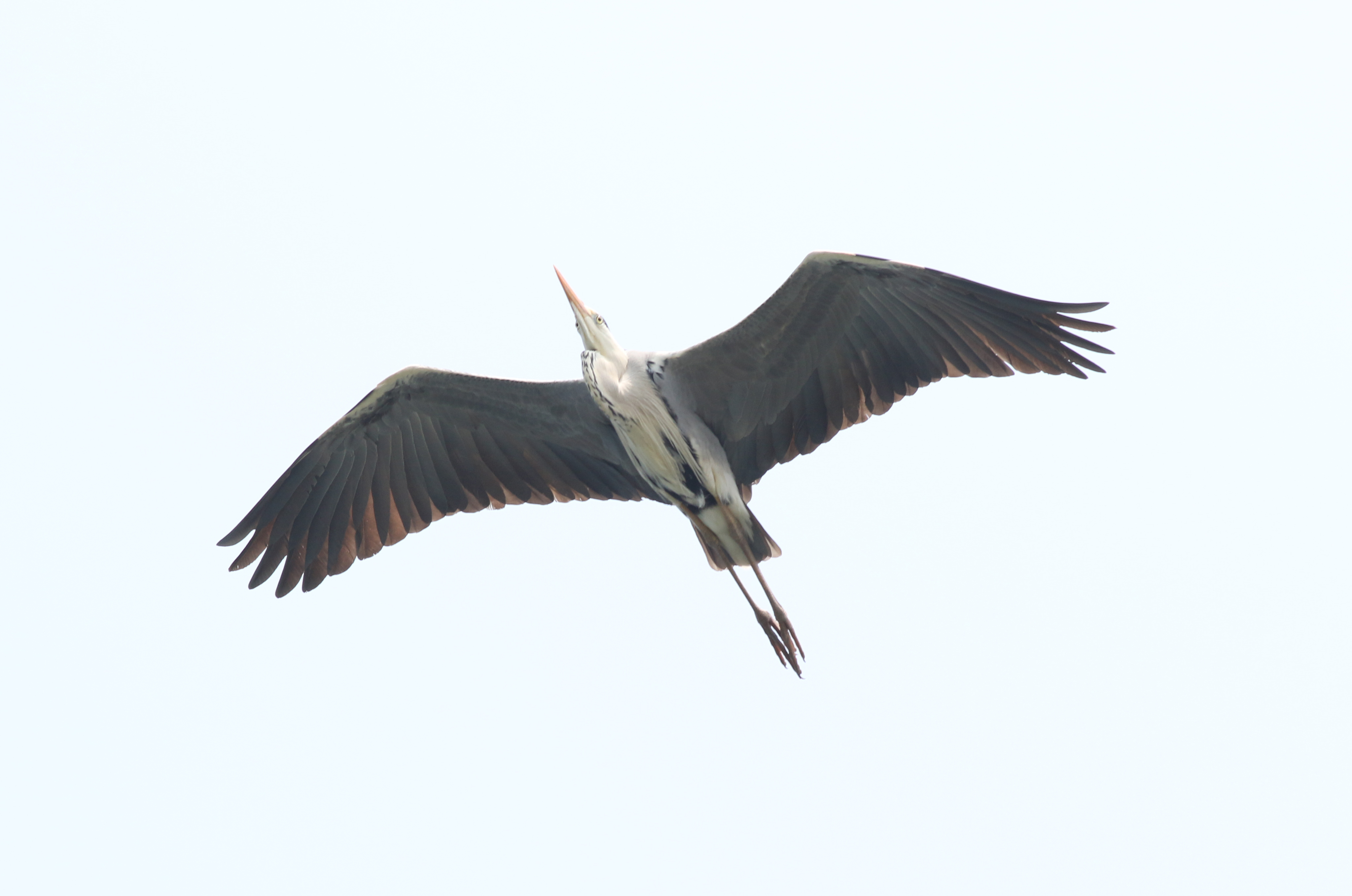 アオサギ 日本の鳥百科 サントリーの愛鳥活動