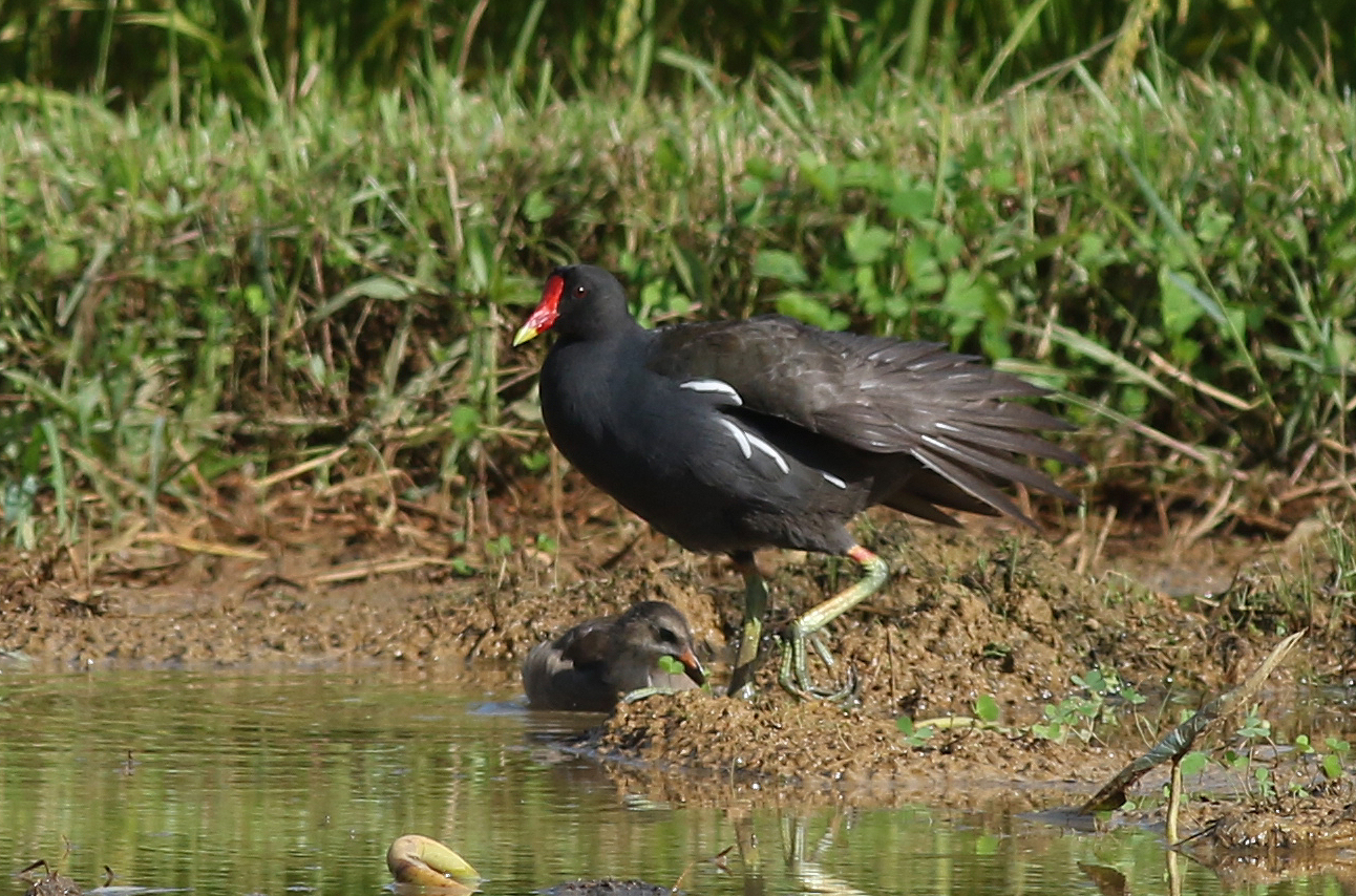 バン 日本の鳥百科 サントリーの愛鳥活動