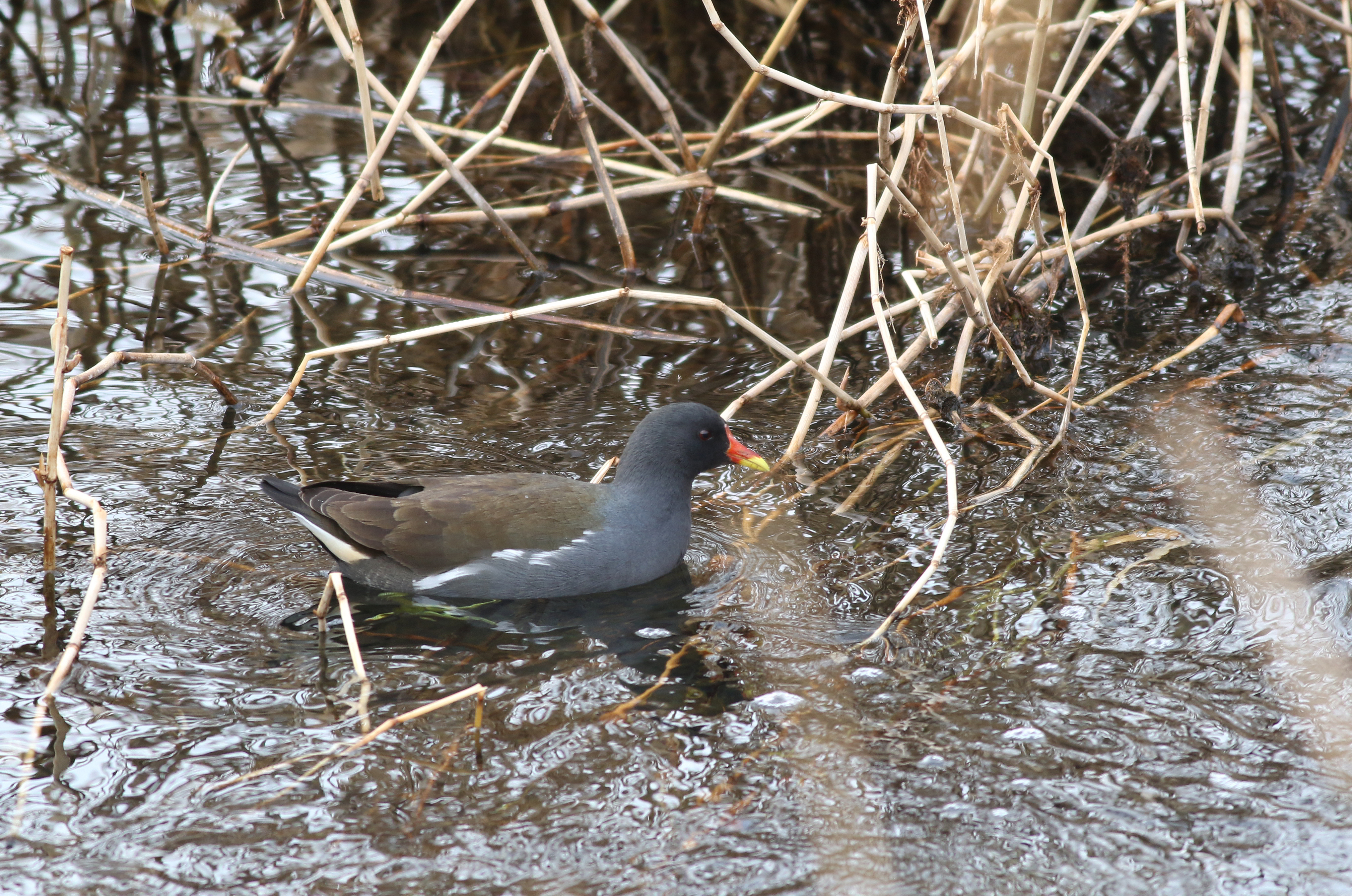 バン 日本の鳥百科 サントリーの愛鳥活動