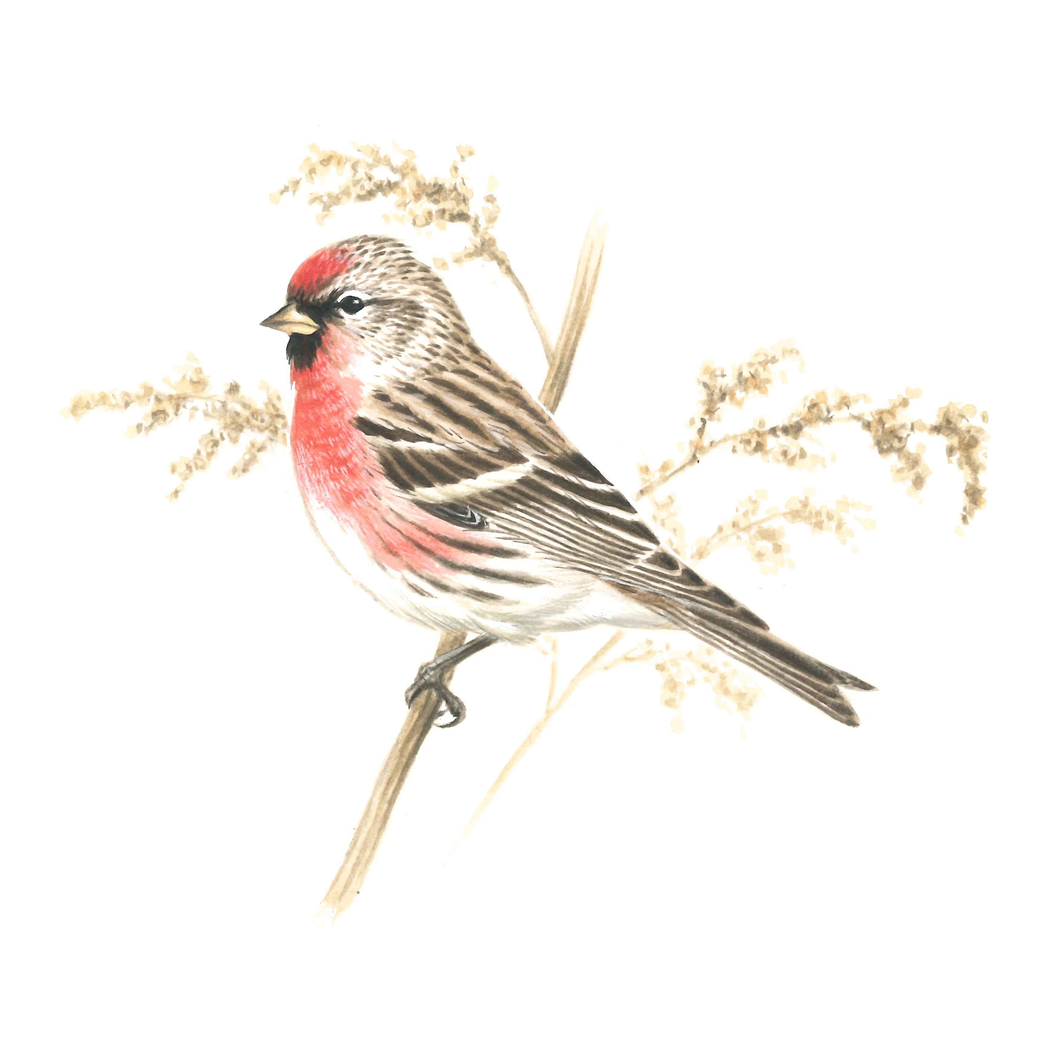 ベニヒワ 日本の鳥百科 サントリーの愛鳥活動