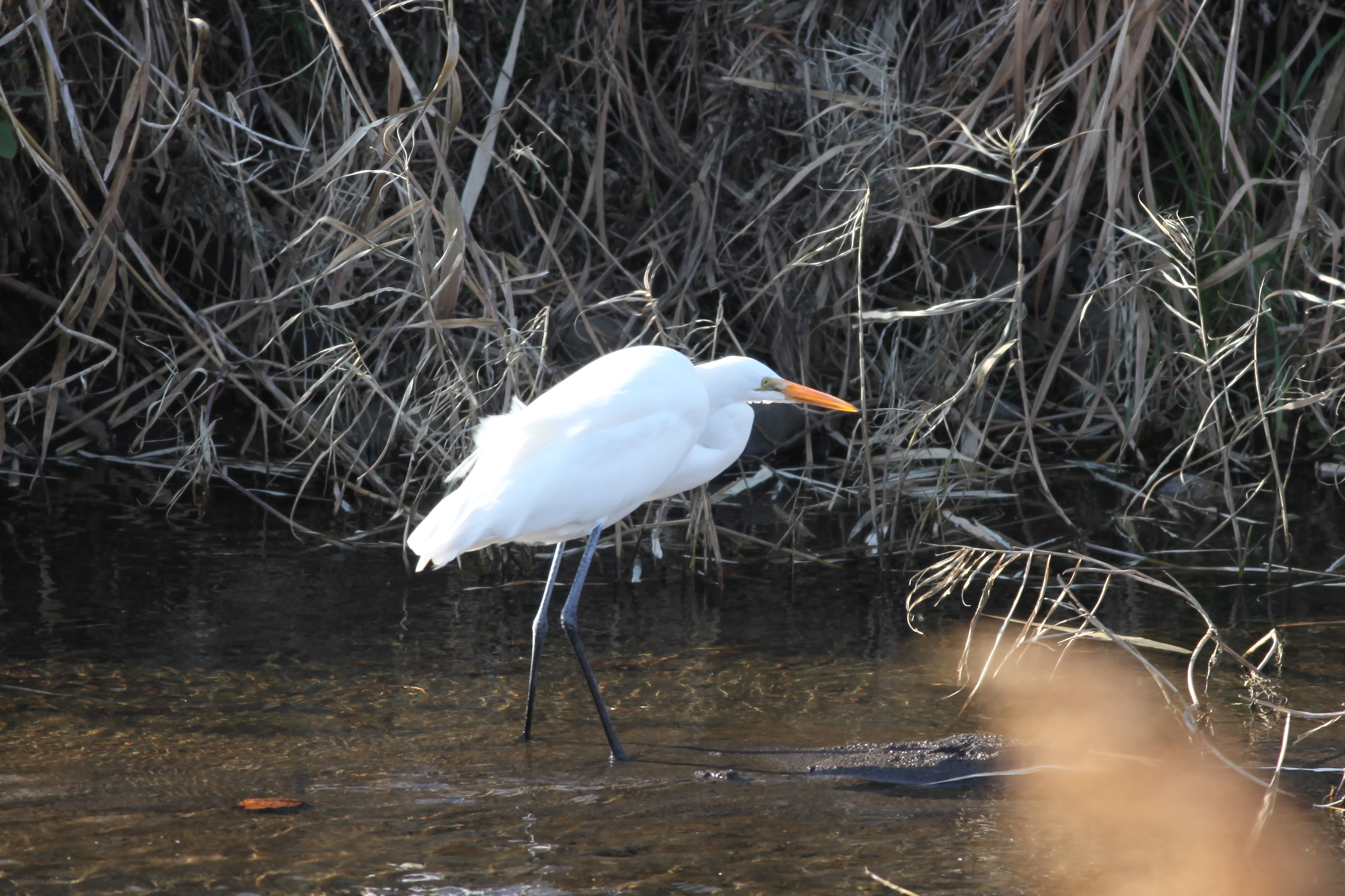 ダイサギ 日本の鳥百科 サントリーの愛鳥活動